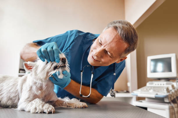 Emergency Dentist Open Today in IL